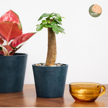 Load image into Gallery viewer, Bonsai Money Plant (S1) in Ecopots