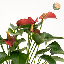 Load image into Gallery viewer, Red Anthurium (S)