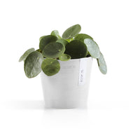 Ecopots Amsterdam Mini 13