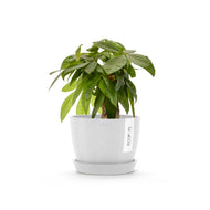 Ecopots Stockholm 16