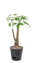 Load image into Gallery viewer, Bonsai Money Plant (M2) in Shopleaf Rainbow Pon Substrate with Sustee