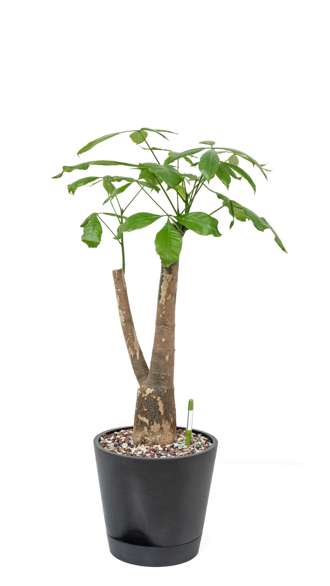 Bonsai Money Plant (M2) in Shopleaf Rainbow Pon Substrate with Sustee