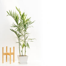 将图片加载到图库查看器，Bamboo Palm (M) in Nursery Pot