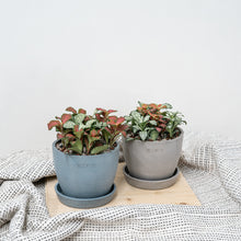 Load image into Gallery viewer, Shopleaf Fittonia Party ™️