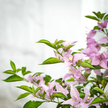 Load image into Gallery viewer, Bougainvillea