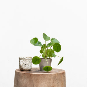 Pilea peperomioides (XS)  in Shopleaf Rainbow Pon Substrate with Sustee