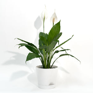 Peace Lily (S) in Ecopots