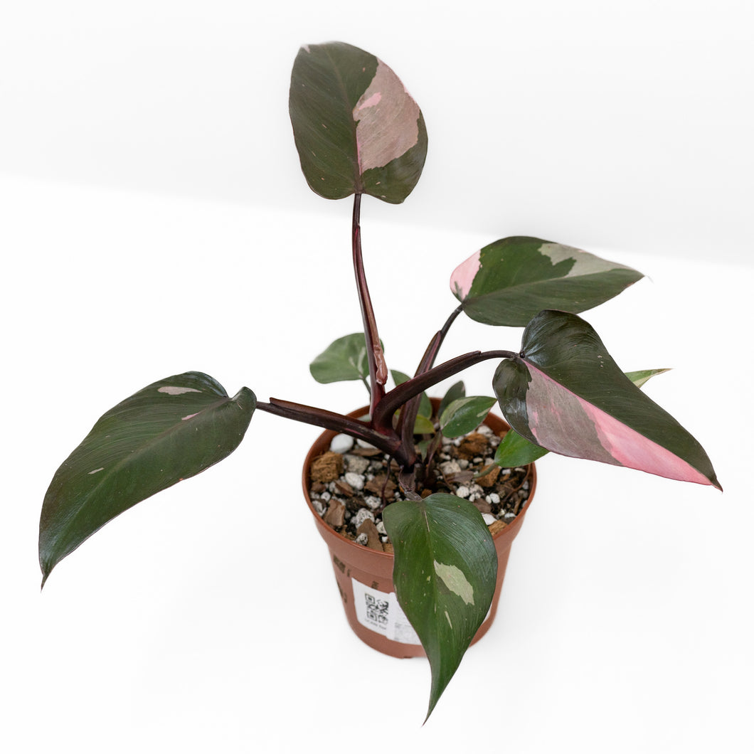 philodendron for sale philippines Philodendron Pink Princess – Shopleaf Plant Studio