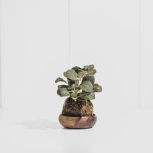 Load image into Gallery viewer, Fittonia Ruby Red Kokedama