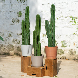 Peruvian Cactus (L) in Ecopots