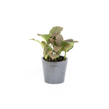 Load image into Gallery viewer, Fittonia Juanita (S) in Nursery Pot