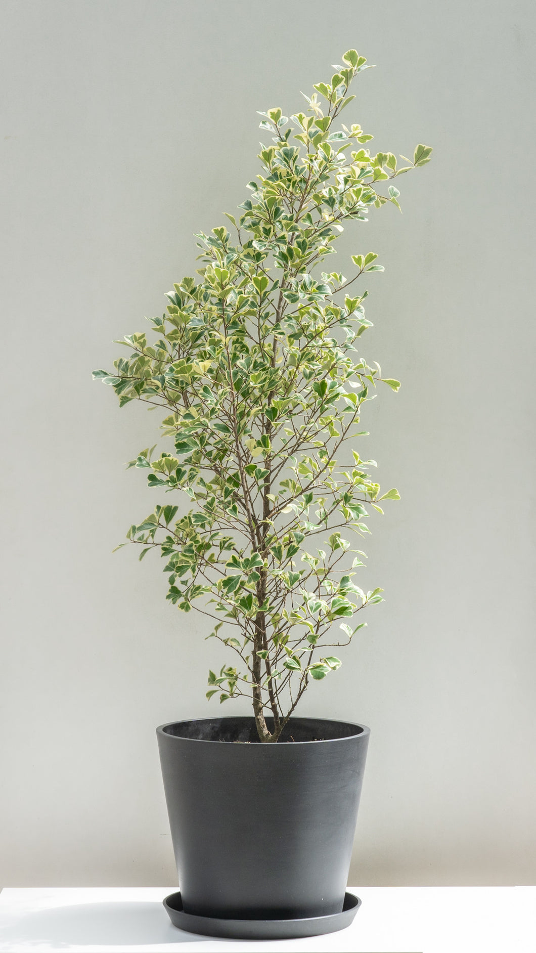 Ficus triangularis (XL)