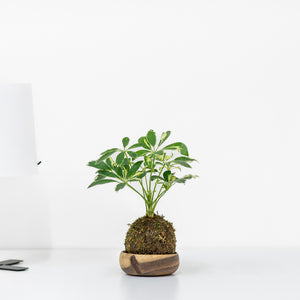 Schefflera Kokedama