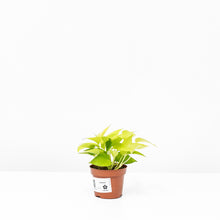 Load image into Gallery viewer, Neon Pothos (S)