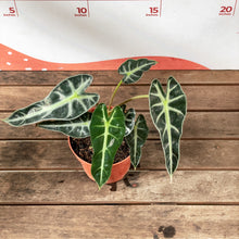 Load image into Gallery viewer, Alocasia Bambino Arrow (S)