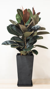 3in1 Burgundy Rubber Tree (L)