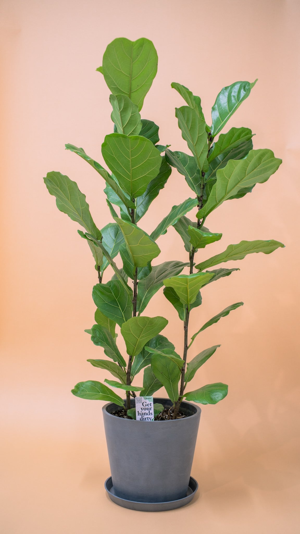 fiddle leaf fig price philippines 3in1 Fiddle Leaf Fig Tree (M2) in Ecopots – Shopleaf Plant Studio