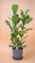 Load image into Gallery viewer, 3in1 Fiddle Leaf Fig Tree (M2) in Ecopots