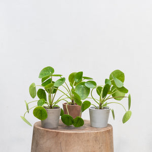 Pilea peperomioides (XS)  in Shopleaf Rainbow Pon Substrate with Sustee