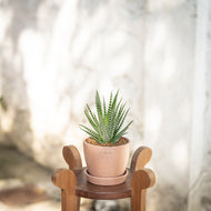Zebra Plant in Shopleaf Rainbow Pon