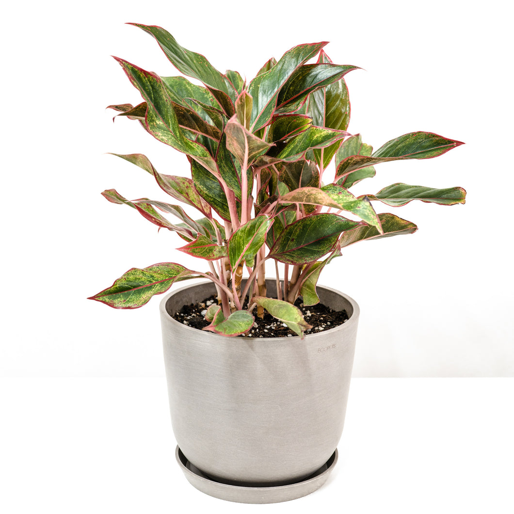 Aglaonema Red Siam (L)
