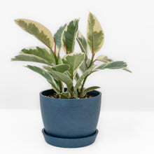 Load image into Gallery viewer, 3in1 Rubber Tree ‘Tineke’ (S)
