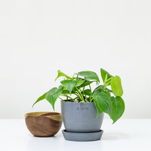 Load image into Gallery viewer, Heartleaf Philodendron (S) in Ecopots