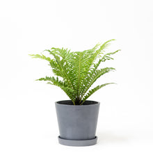 将图片加载到图库查看器，Blechnum Fern