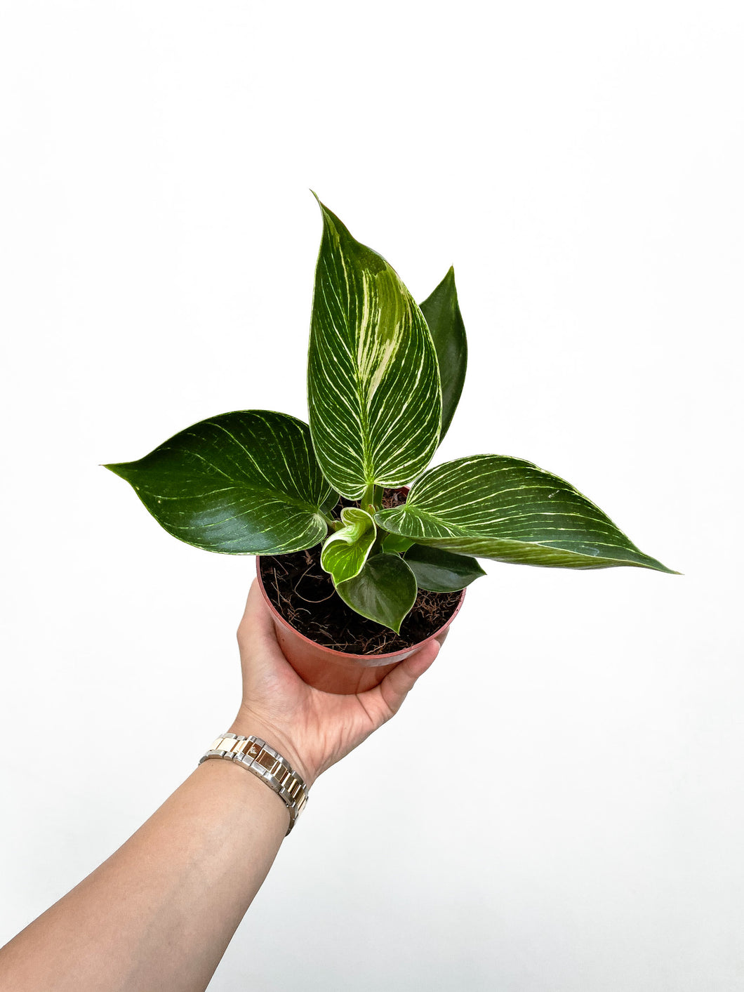 Philodendron Birkin (S) in Nursery Pot