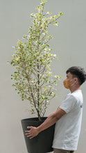 将图片加载到图库查看器，Ficus triangularis (XL)