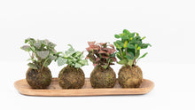 Load image into Gallery viewer, Fittonia Red Anne Kokedama