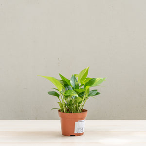 Golden Pothos (M) in Nursery Pot