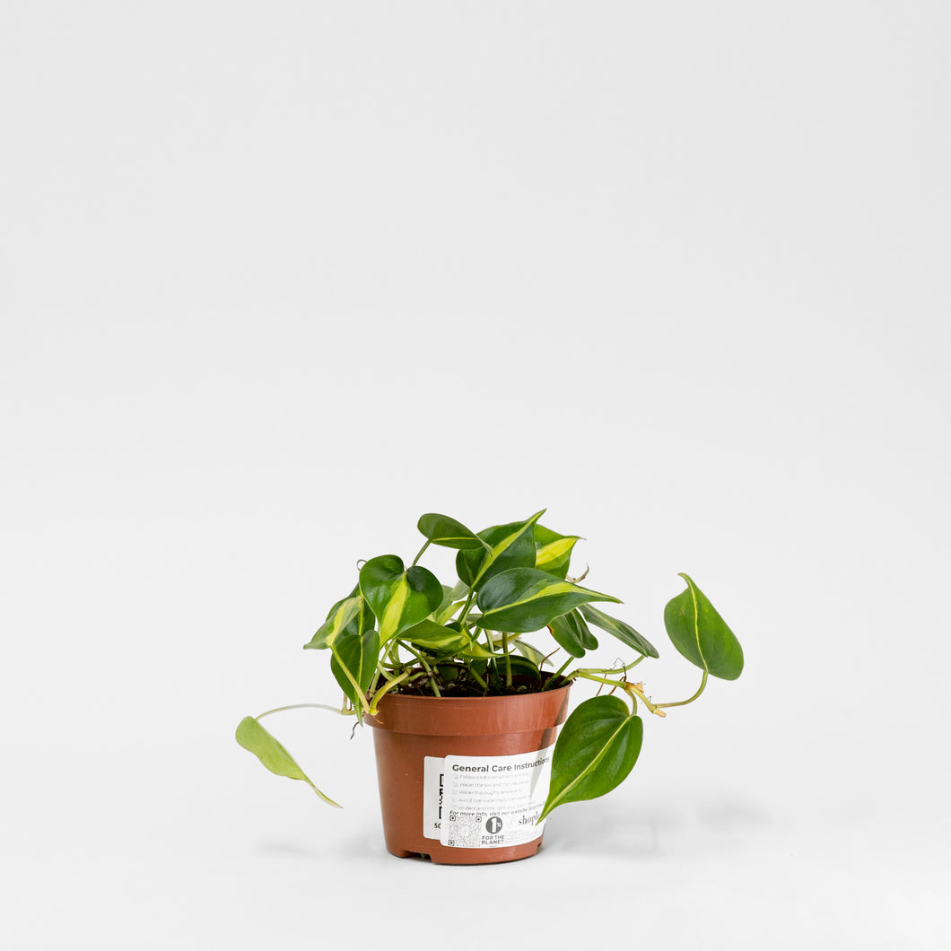 philodendron brasil in leca Philodendron Brasil (S) in Nursery Pot – Shopleaf Plant Studio