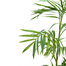 将图片加载到图库查看器，Bamboo Palm (M) in Nursery Pot