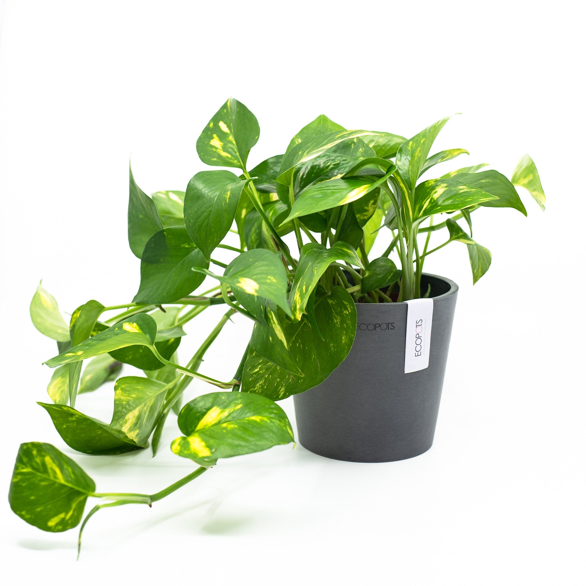 pothos plant in tagalog Golden Pothos (M) in Ecopots