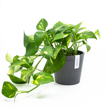 Load image into Gallery viewer, Golden Pothos (M)