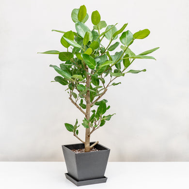 Ficus Audrey (M2) in Ecopots