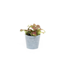 Load image into Gallery viewer, Fittonia Red Anne (S) in Ecopots