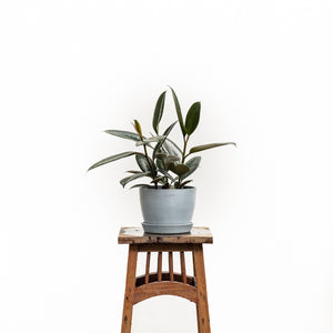 3in1 Black Prince Rubber Tree (XS)