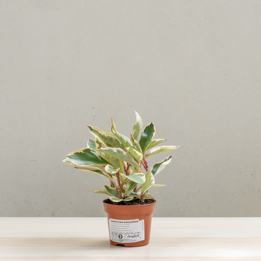 Peperomia Jelly (M) in Nursery Pot