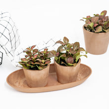 将图片加载到图库查看器，Fittonia Duo