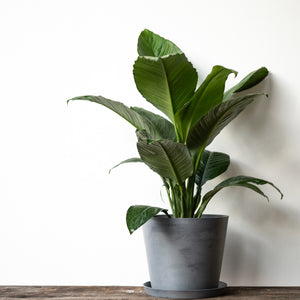 Sensation Plant (L)