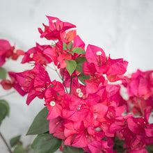 Load image into Gallery viewer, Bougainvillea