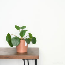 Load image into Gallery viewer, Pilea peperomioides (S) in Ecopots