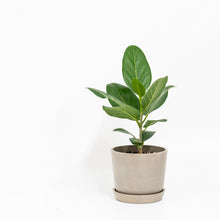 Load image into Gallery viewer, Ficus Audrey (XS)