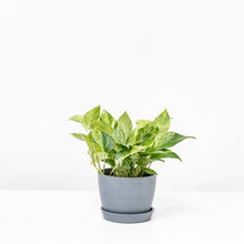 Load image into Gallery viewer, Marble Queen Pothos (M) in Ecopots