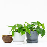 Heartleaf Philodendron (S) in Ecopots
