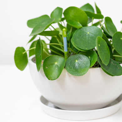 Pilea Bowl in Shopleaf Rainbow Pon Substrate with Sustee