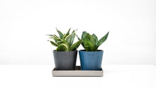 Load image into Gallery viewer, Yellow Dwarf Sansevieria in Ecopots