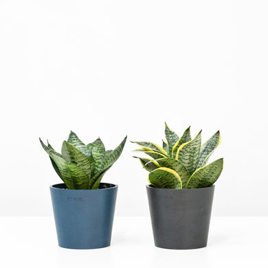 Yellow Dwarf Sansevieria in Ecopots